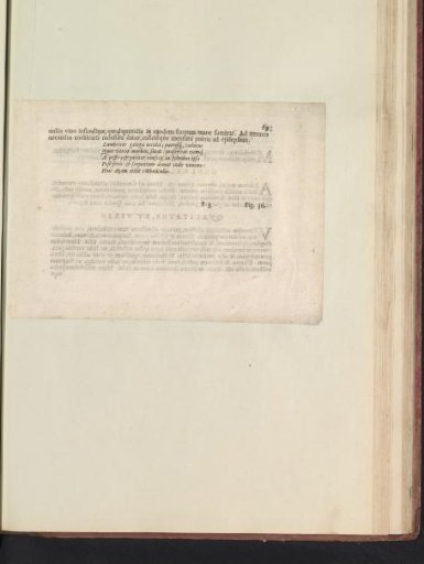 Fig. 35 'De Galega' in De Boodts Herbarium of 1640