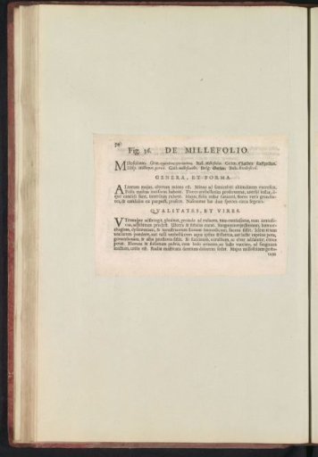 Fig. 36 'De Millefolio' in De Boodts Herbarium of 1640