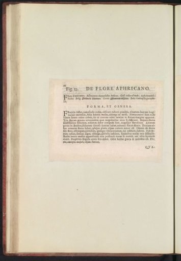 Fig. 37 'De Flore Aphricano' in De Boodts Herbarium of 1640