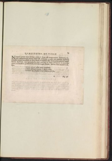 Fig. 37 'De Flore Aphricano' in De Boodts Herbarium of 1640