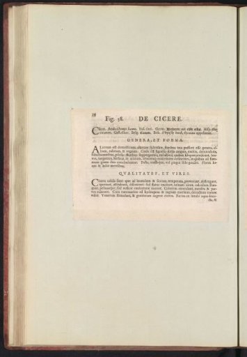 Fig. 38 'De Cicere' in De Boodts Herbarium of 1640