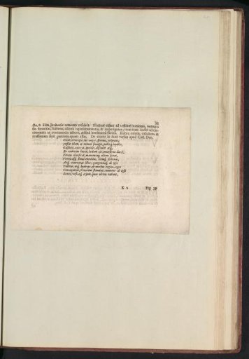 Fig. 38 'De Cicere' in De Boodts Herbarium of 1640