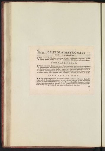 Fig. 39 'De Viola Matronali' in De Boodts Herbarium of 1640