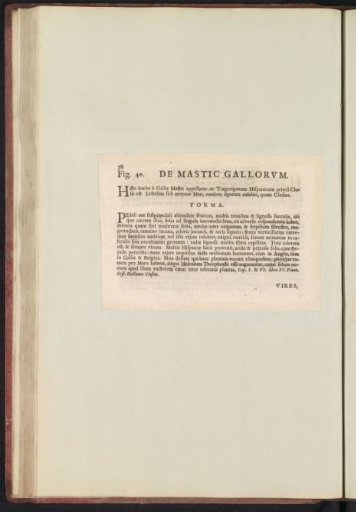 Fig. 40 'De Mastic Gallorvm' in De Boodts Herbarium of 1640