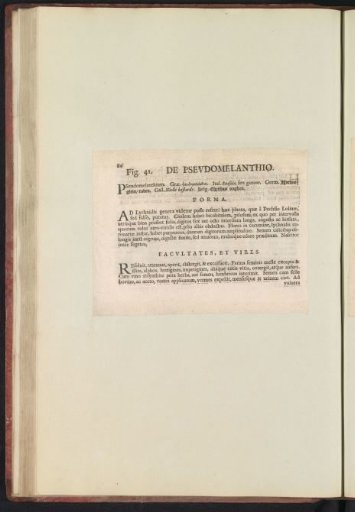 Fig. 41 'De Psevdomelanthio' in De Boodts Herbarium of 1640