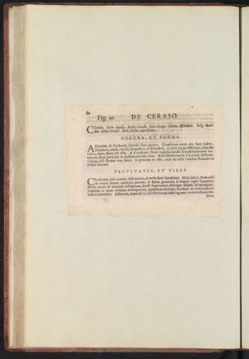 Fig. 42 'De Ceraso' in De Boodts Herbarium of 1640