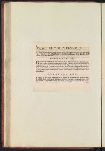 Fig. 43 'De Viola Flammea' in De Boodts Herbarium of 1640