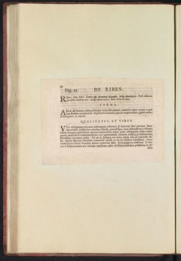 Fig. 45 'De Ribes' in De Boodts Herbarium of 1640