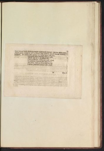 Fig. 45 'De Ribes' in De Boodts Herbarium of 1640