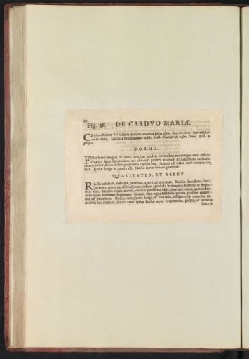 Fig. 46 'De Cardvo Mariae' in De Boodts Herbarium of 1640