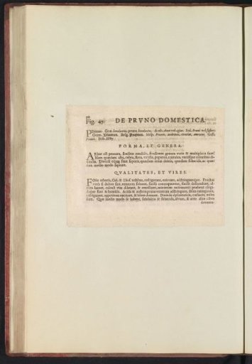Fig. 47 'De Prvno Domestica' in De Boodts Herbarium of 1640