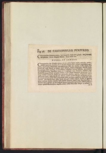 Fig. 48 'De Caryophyllo Pvrpvreo' in De Boodts Herbarium of 1640