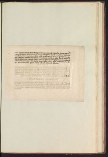 Fig. 48 'De Caryophyllo Pvrpvreo' in De Boodts Herbarium of 1640
