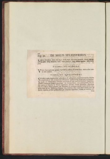Fig. 52 'De Malis Sylvestribus' in De Boodt's Herbarium of 1640