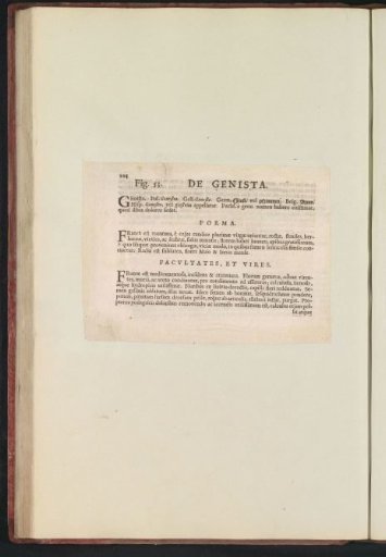 Fig. 53 'De Genista' in De Boodt's Herbarium of 1640