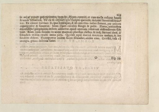 Fig. 53 'De Genista' in De Boodt's Herbarium of 1640