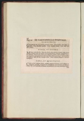Fig. 54 'De Garyophyllo Pvrpvreo' in De Boodt's Herbarium of 1640