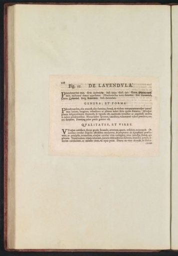 Fig. 55 'De Lavendvla' in De Boodt's Herbarium of 1640