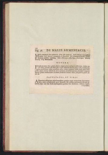 Fig. 56 'De Malis Armeniacis' in De Boodt's Herbarium of 1640
