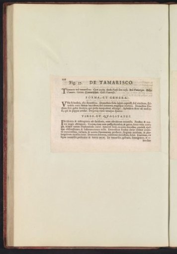 Fig. 57 'De Tamarisco' in De Boodt's Herbarium of 1640