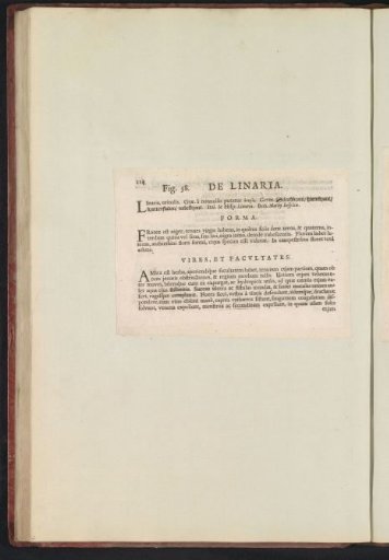 Fig. 58 'De Linaria' in De Boodt's Herbarium of 1640