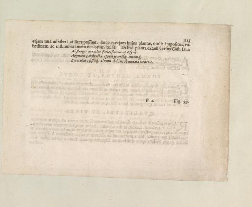 Fig. 58 'De Linaria' in De Boodt's Herbarium of 1640