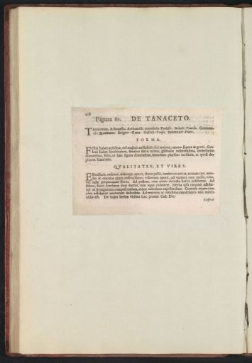 Fig. 60 'De Tanaceto' in De Boodt's Herbarium of 1640