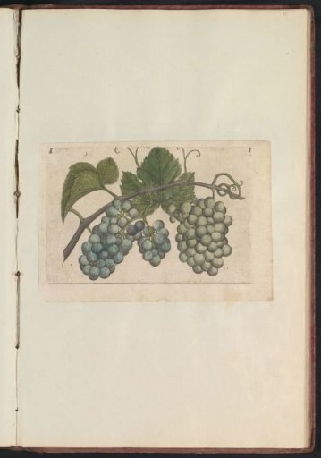 Grape (Vitaceae)