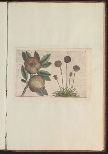 Pomegranate (Punica granatum) and English grass (Armeria maritima)