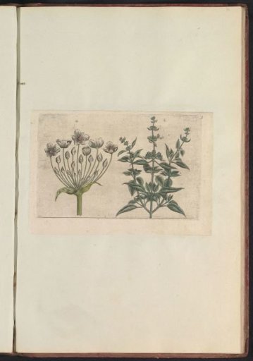 Butomus umbellatus and small-flowered sage (Salvia verbenaca)