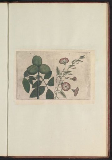 Walnut (Juglans regia) and field bindweed (Convolvulus arvensis)