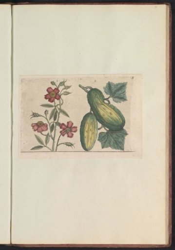 Musk rose (Rosa moschata) and cucumber (Cucumis sativus)