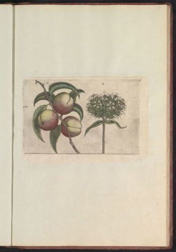 Peach (Prunus persica) and scarlet catchfly (Silene chalcedonica)