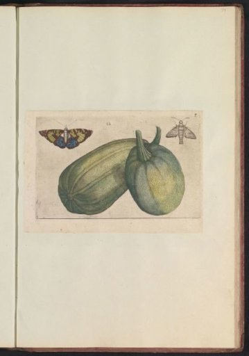 Two melons (Cucumis melo)