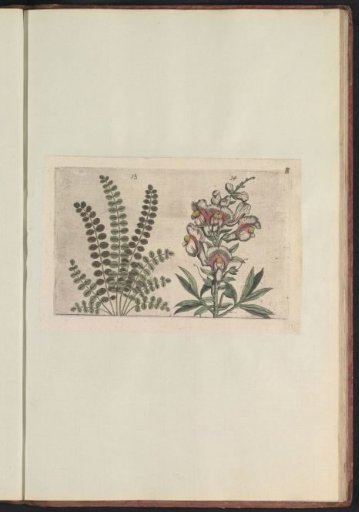 Small burnet (Sanguisorba minor) and large snapdragon (Antirrhinum majus)