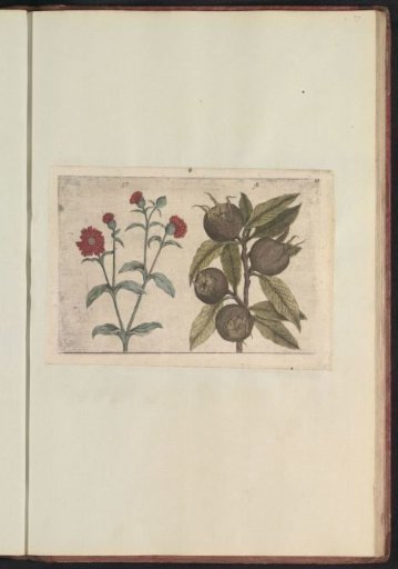 Red campion (Silene dioica) and medlar (Mespilus germanica)
