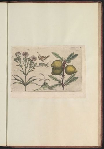 Carnations (Dianthus caryophyllus) and lemons (Citrus limon)