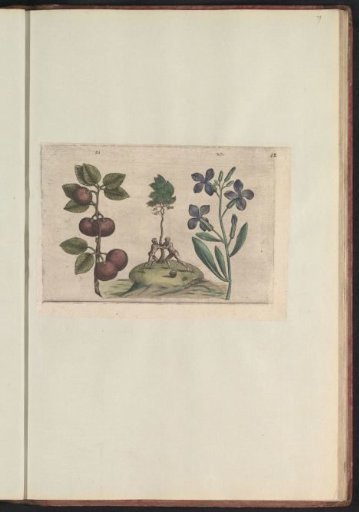 Plum (Prunus) and Wallflower (Erysimum cheiri)