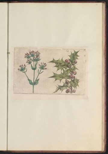 Centaury (Centaurium erythraea) and Holly (Ilex aquifolium)
