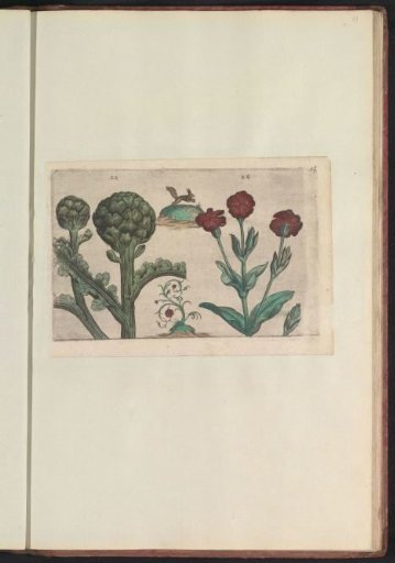 Artichoke (Cynara cardunculus) and Bladder Campion (Silene coronaria)