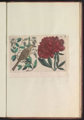 Pepper (Piper nigrum) and Peony (Paeonia)