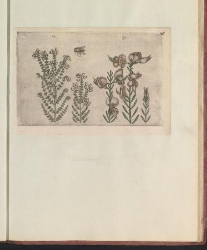 Heather (Erica tetralix) and broom (Spartium junceum)