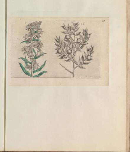 Alkanet (Anchusa arvensis) and butcher's broom (Ruscus aculeatus)
