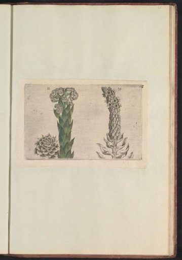 Houseleek (Sempervivum tectorum) and mullein (Verbascum thapsus)