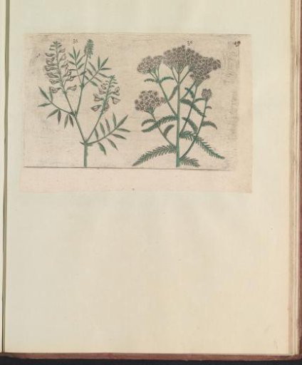 Wood vetch (Vicia sylvatica) and yarrow (Achillea millefolium)