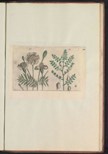 French marigold (Tagetes patula) and chickling vetch (Cicer arietinum)