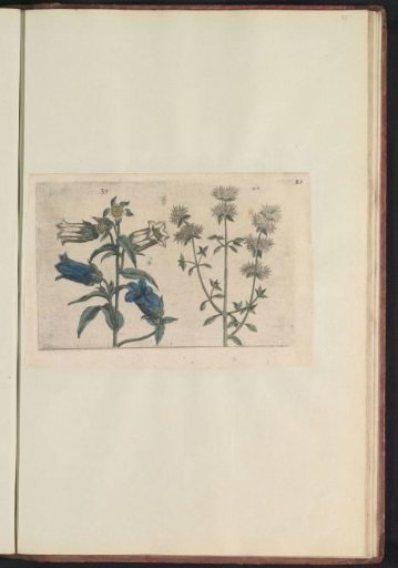 Canterbury bells (Campanula medium) and thyme (Thymus mastichina)