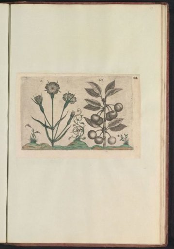 Corn cockle (Agrostemma githago) and sour cherry (Prunus cerasus)