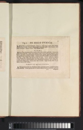 Fig. 2 'De Malo Pvnica' in De Boodts herbarium of 1640