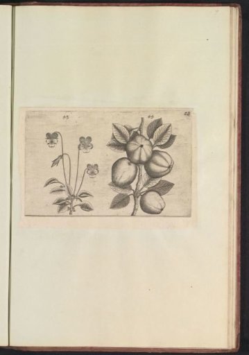 Heartsease (Viola tricolor) and apple (Malus pumila)